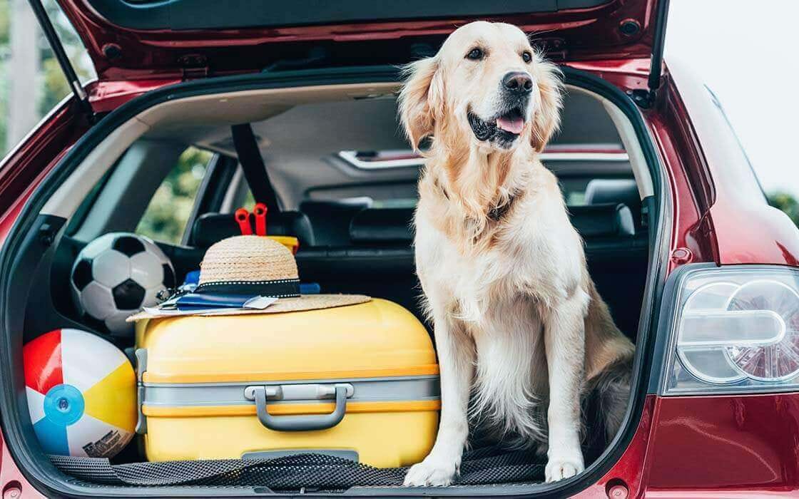 golden Labrador sitting in car boot panting 
