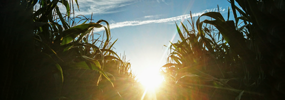 car driving on the road with sun